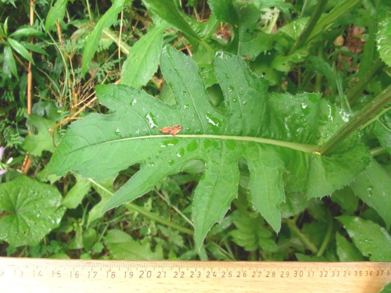 Datei:Kohl-Kratzdistel, Blatt.JPG