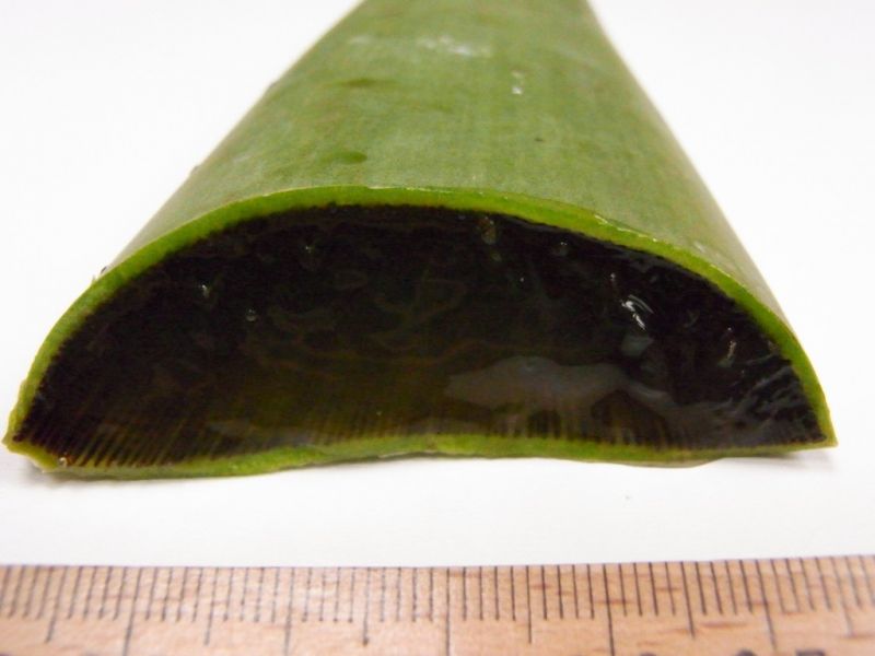 Datei:Aloe vera, Blattquerschnitt.JPG