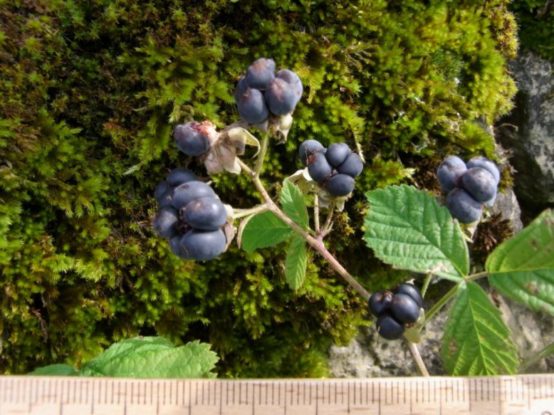 Datei:Kratzbeere, Frucht.JPG