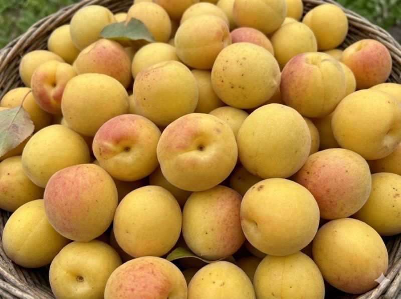 Datei:Japanische Aprikose Fruechte.jpeg