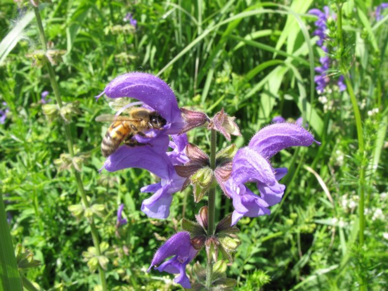 Datei:Wiesensalbei, Bluete.JPG