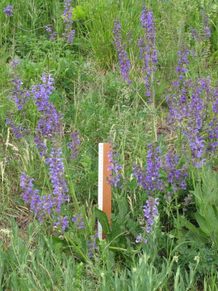 Datei:Wiesensalbei, bluehend.JPG