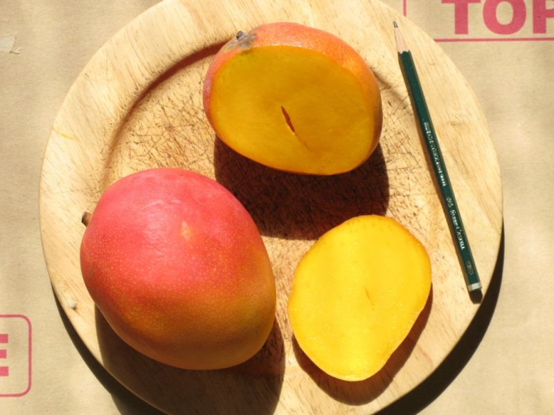 Datei:Mango Kent.JPG
