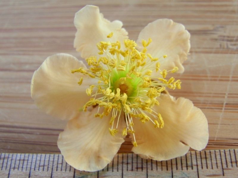 Datei:Kiwi, Bluete.JPG