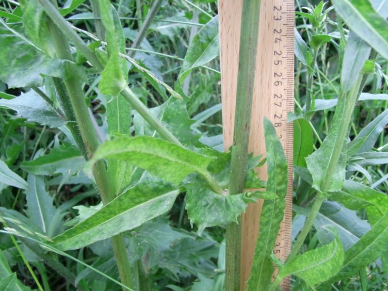 Datei:Wegwarte, Blatt und Stengel.JPG
