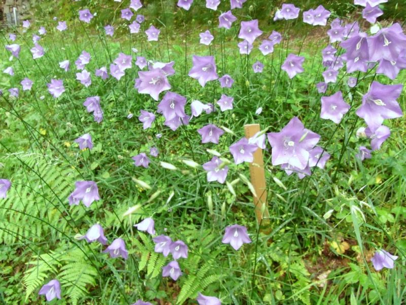 Datei:Glockenblume, pfirsichblaettrige.JPG