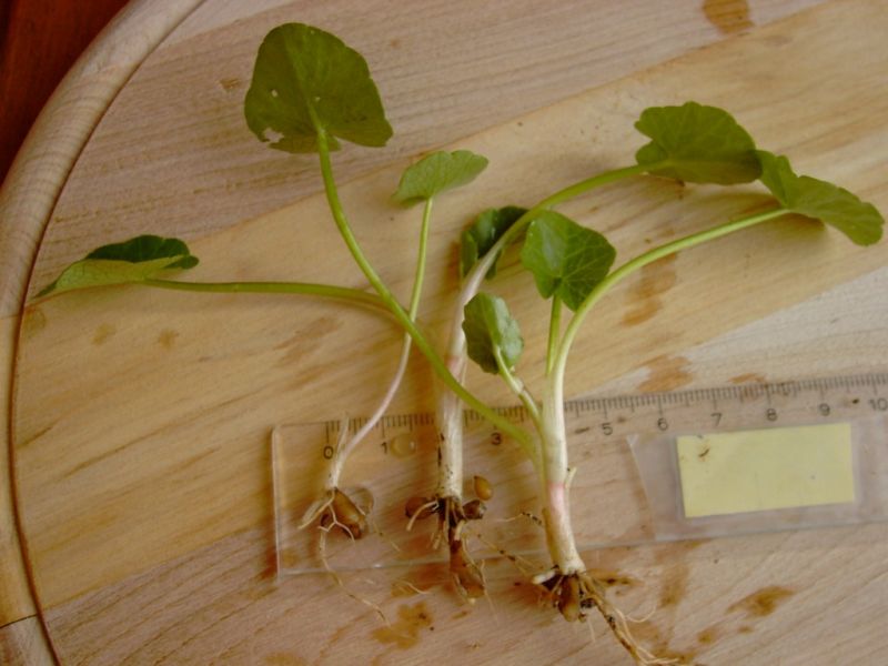 Datei:Scharbockskraut, Blatt und Wurzelknoellchen.JPG