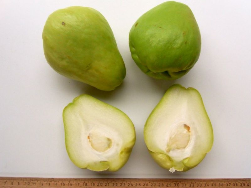 Datei:Chayote.JPG