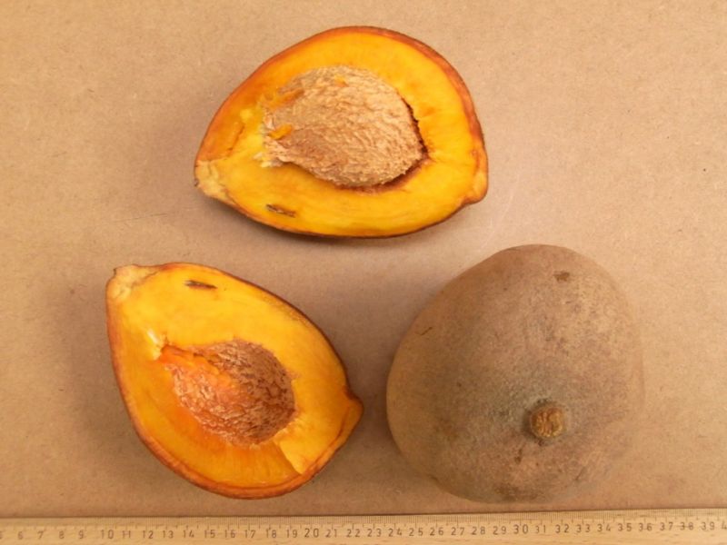 Datei:Mameyapfel.JPG