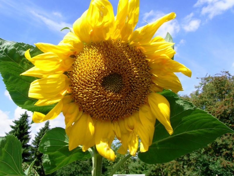 Datei:Sonnenblume, Bluete.JPG