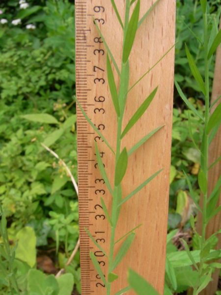 Datei:Lein, echter, Stengel und Blatt.JPG