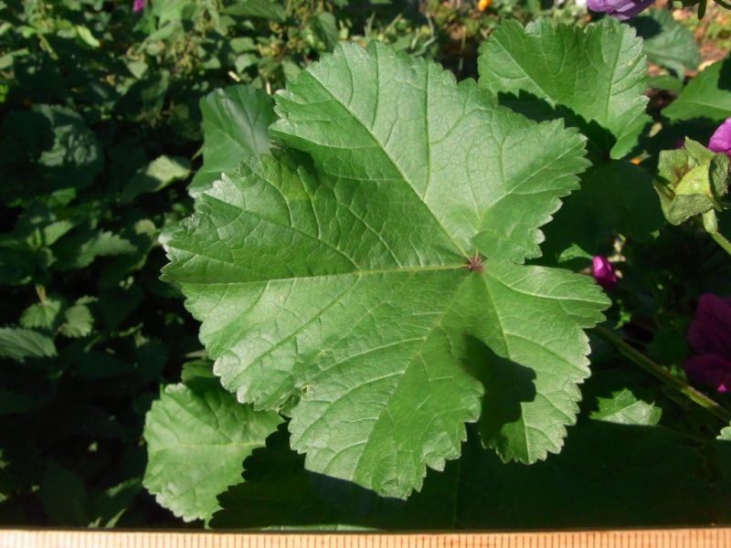 Datei:Mauretanische Malve, Blatt.JPG