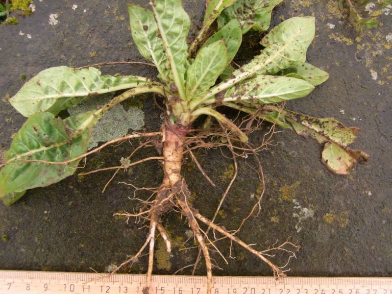 Datei:Nachtkerze, Wurzel.JPG