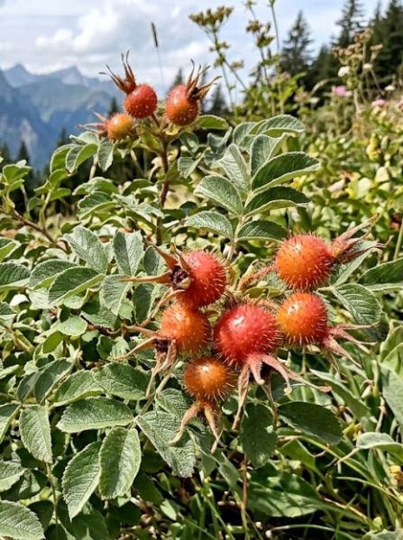 Datei:Apfelrose Fruechte.jpg