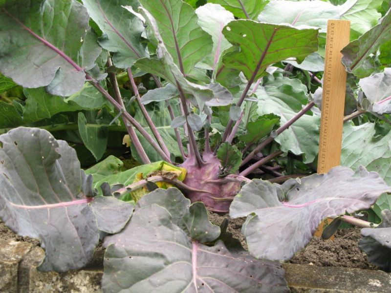 Datei:Kohlrabi, blau.JPG
