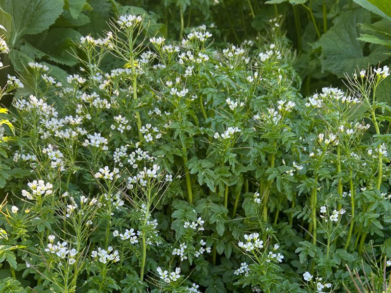 Datei:Bitteres Schaumkraut Habitus.jpg