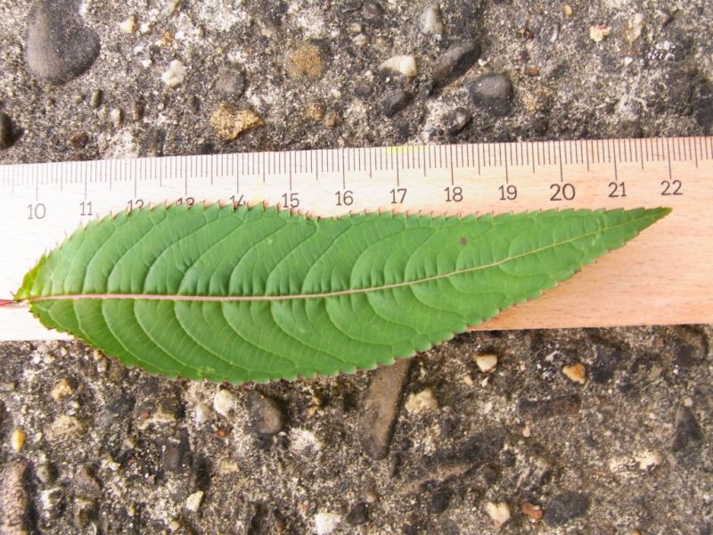 Datei:Springkraut, indisches, Blatt.JPG