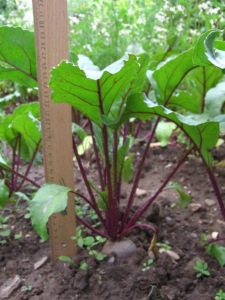 Datei:Beete, rote.JPG