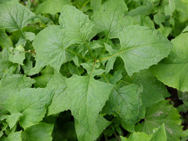 Datei:Alpen-Milchlattich, Blaetter.jpg