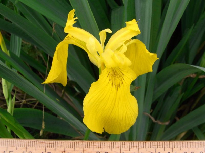 Datei:Sumpf-Schwertlilie, Bluete.JPG