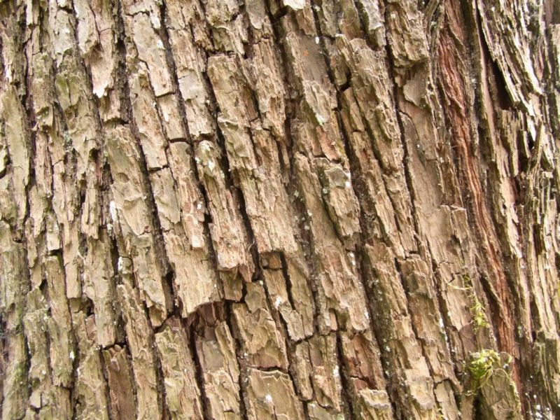 Datei:Speierling, Rinde.JPG