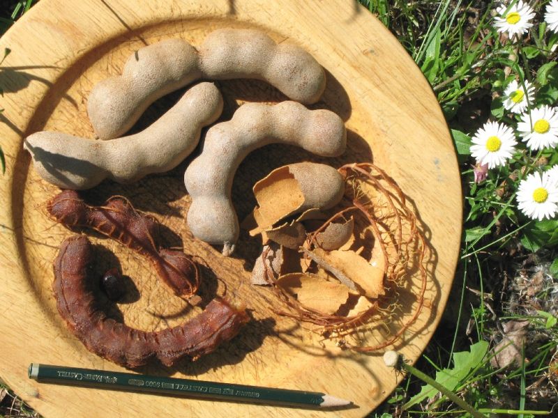 Datei:Tamarinde.JPG