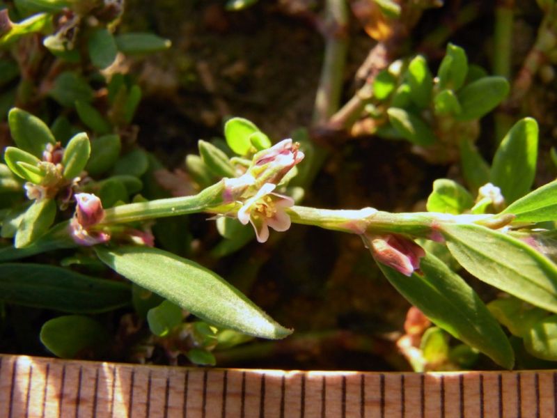 Datei:Vogel-Knoeterich, Bluete.JPG