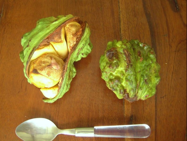 Datei:Kolabaum, Frucht.jpg