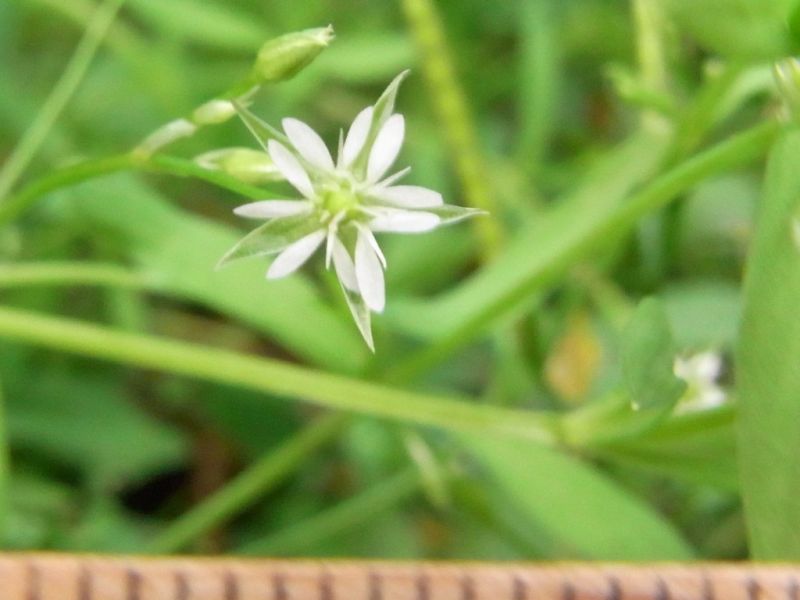 Datei:Spring-Schaumkraut, Bluete.JPG
