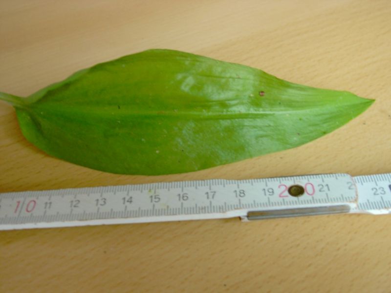 Datei:Baerlauch, Blatt.JPG