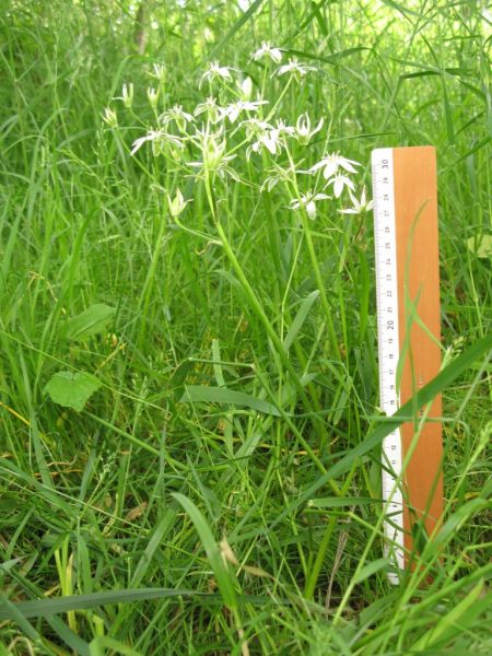 Datei:Dolden-Milchstern.JPG