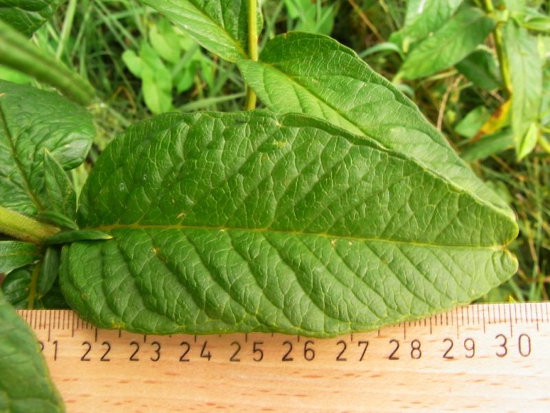 Datei:Gilbweiderich, gewoehnlicher, Blatt.JPG