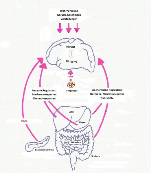 Datei:Regulation Nahrungsaufnahme.JPG