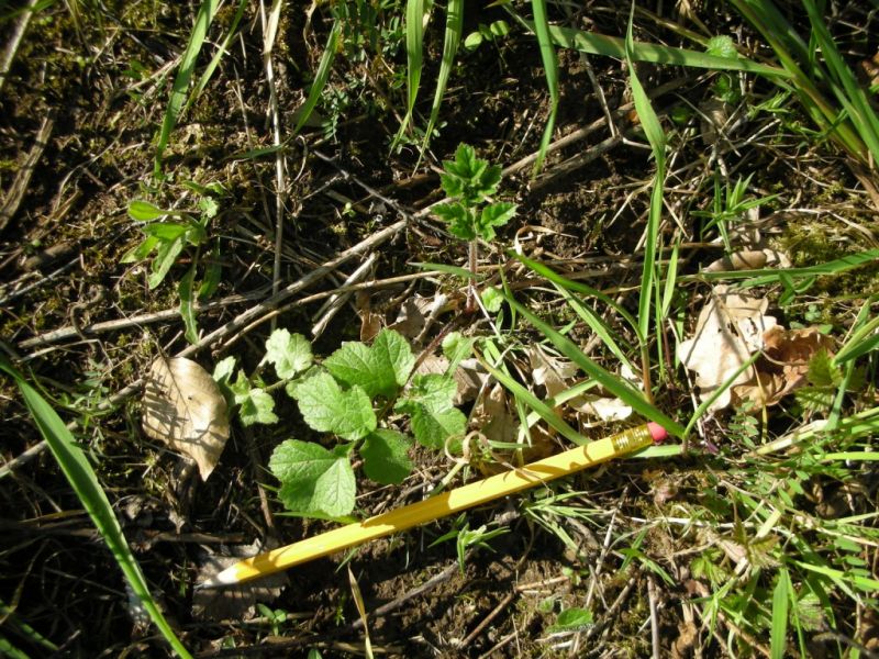 Datei:Wiesenbaerenklau, junge Pflanze.jpg