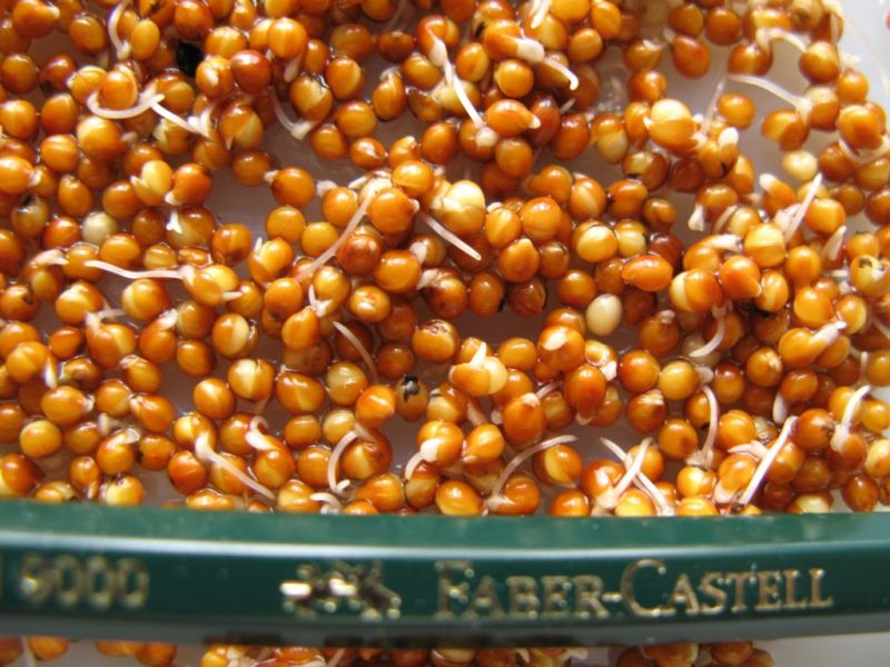 Datei:Hirse, Keimlinge.JPG