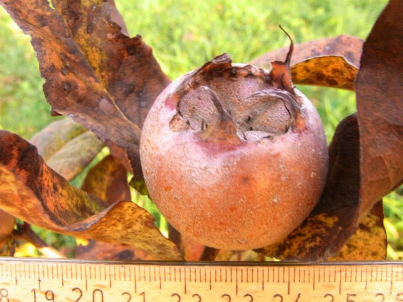 Datei:Mispel, echte, Frucht.JPG