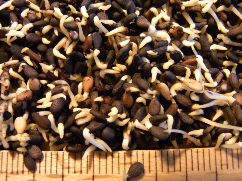 Datei:Sesam, schwarz, gekeimt.JPG