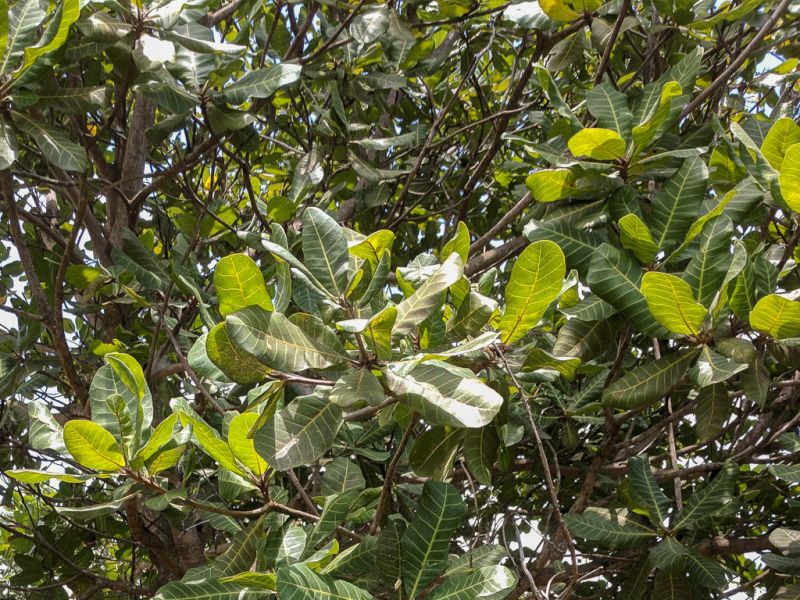 Datei:Cashewbaum Blaetter.jpg