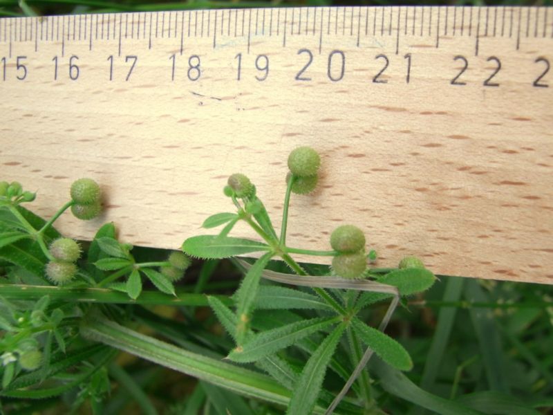 Datei:Waldmeister, Frucht.JPG