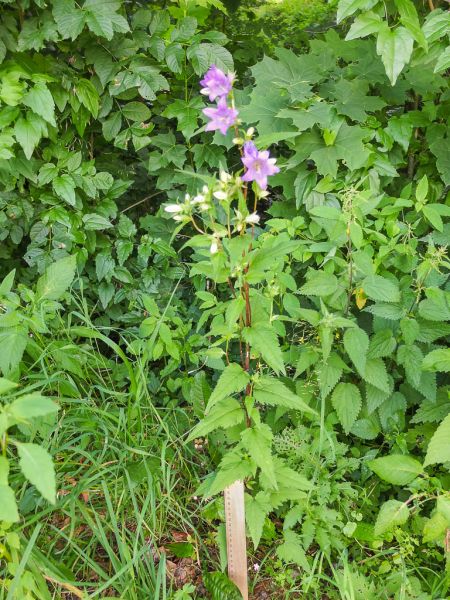 Datei:Nesselblaettrige Glockenblume.jpg