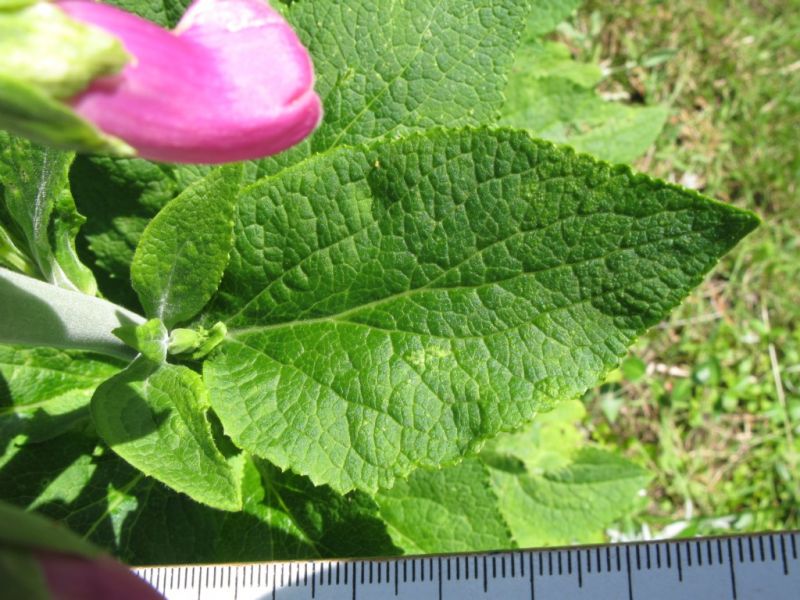 Datei:Fingerhut, Blatt.JPG