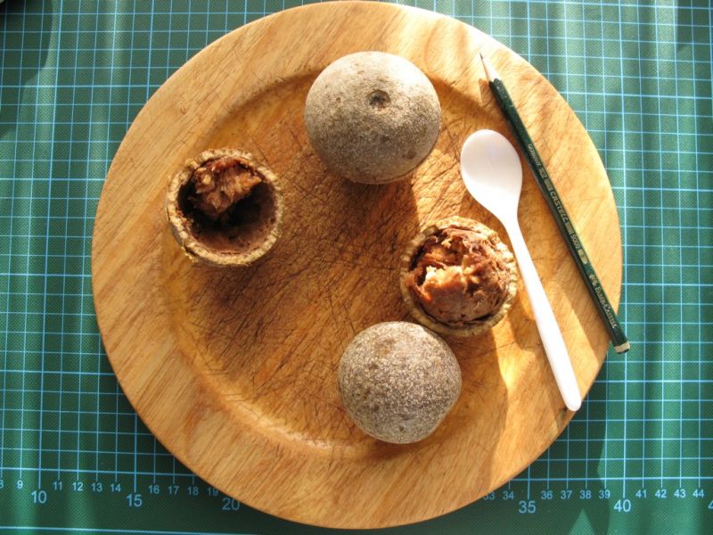 Datei:Holzapfel.JPG