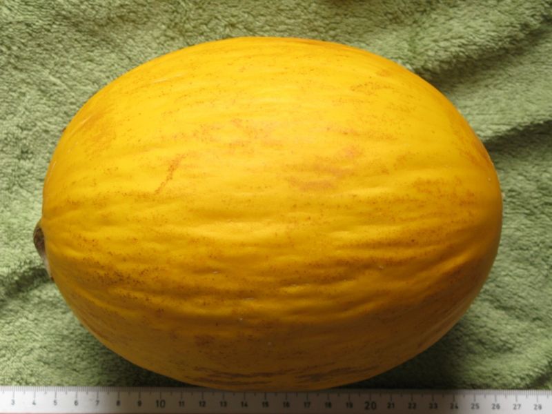Datei:Honigmelone, kanarische.JPG