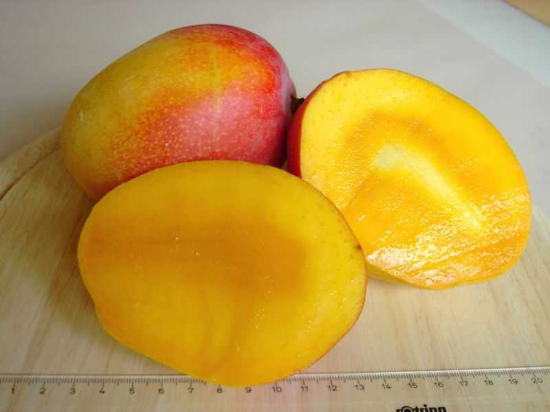 Datei:Mango Hayden.JPG