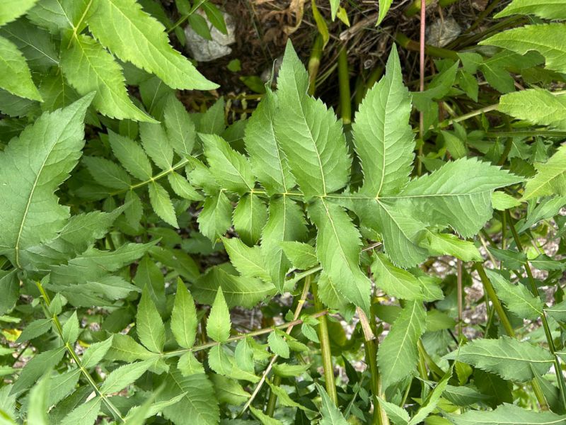 Datei:Grosser Schuppenkopf Blatt.jpg