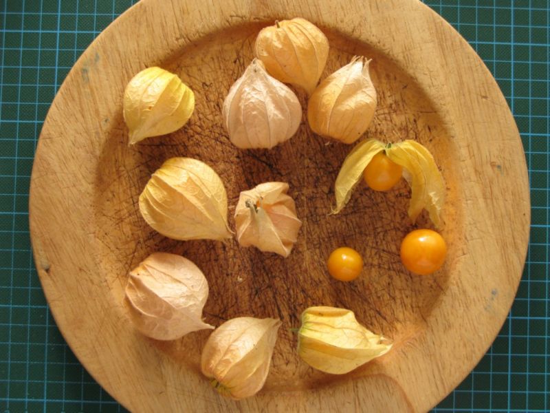 Datei:Physalis.JPG