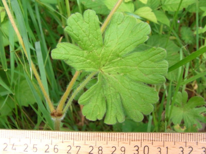 Datei:Kleiner Storchschnabel, Blatt.JPG