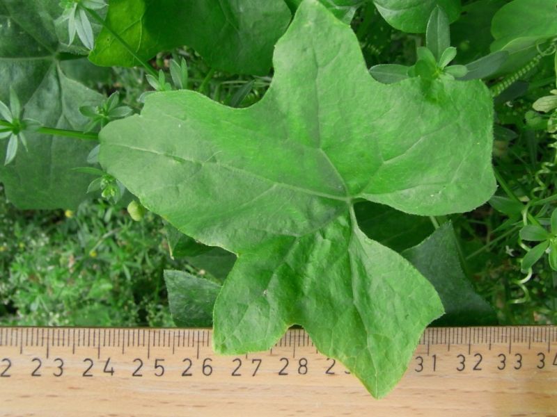 Datei:Zaunruebe, Blatt.JPG