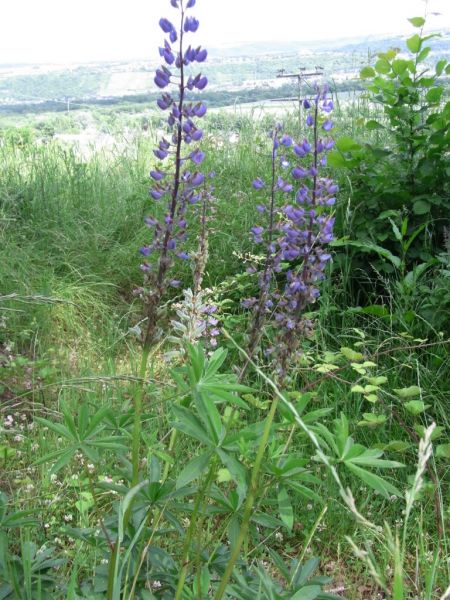 Datei:Lupine, vielblaettrige.JPG