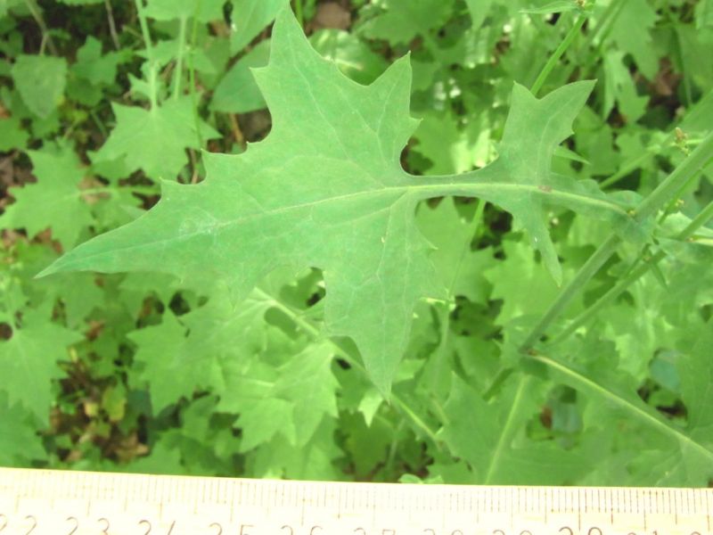 Datei:Mauerlattich, Blatt.JPG